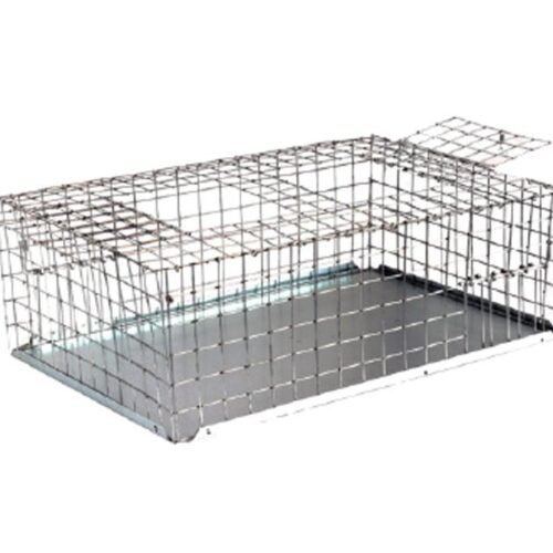 CAGE PIGEONS